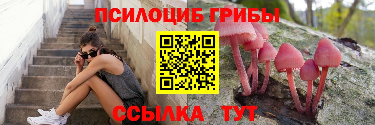 как найти   Энгельс  Псилоцибиновые грибы MAGIC MUSHROOMS  Псилоцибиновые грибы мицелий 
